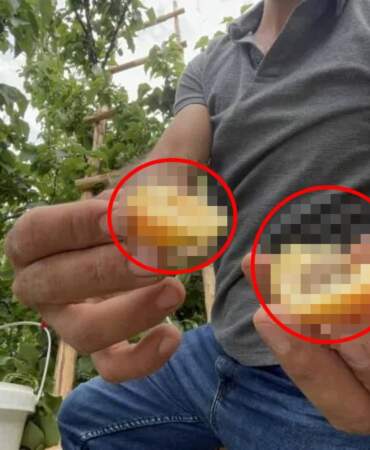 Zirai donun teğet geçtiği üründe hasat vakti! 40 dönümden 30 ton bekleniyor: Kilosu 50-70 TL arasında satılıyor