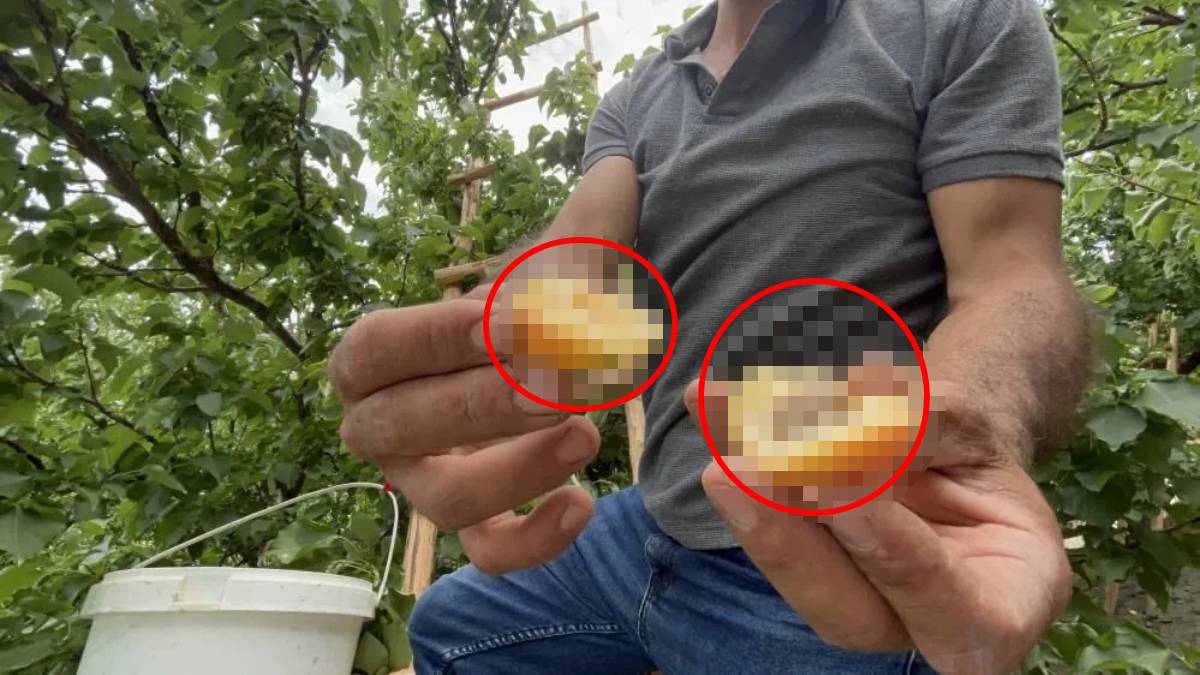 Zirai donun teğet geçtiği üründe hasat vakti! 40 dönümden 30 ton bekleniyor: Kilosu 50-70 TL arasında satılıyor