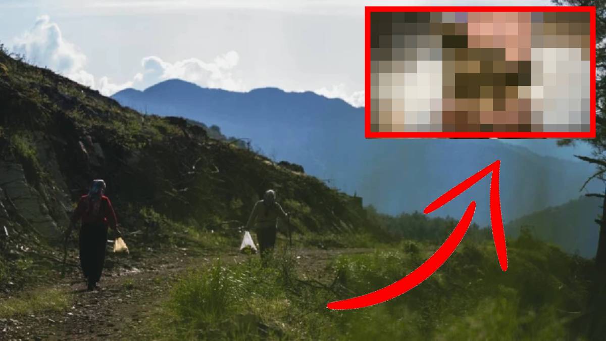 Dağdan bedavaya toplanıyor, pazar tezgahında altın fiyatına satılıyor! Köylülerin yeni geçim kaynağı: Servet doğadan geliyor