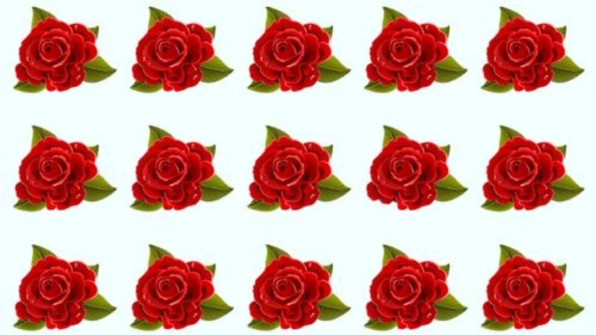 Gözünüzden kaçmasın! Bu güllerden biri diğerlerinden farklı