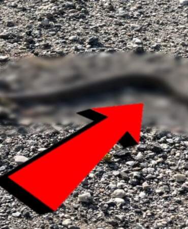 Tropikal yağmur ormanları değil, Erzincan! Öyle bir yılan türü görüldü ki…