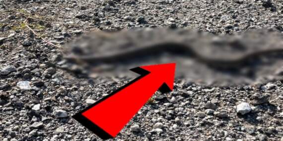 Tropikal yağmur ormanları değil, Erzincan! Öyle bir yılan türü görüldü ki…