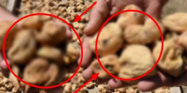 Kilosunun fiyatı 700 TL’yi buldu! Kuraklıkla birlikte üretim azaldı, maliyet arttı