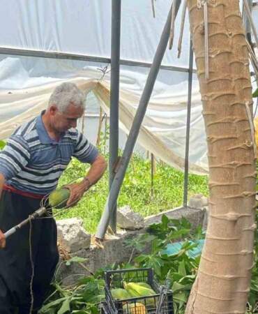 Sınırlı alanda üretiliyor, talep patlıyor! Antalya’da hasat vakti geldi: Kilosu 100 TL’den yüksek gelir sağlıyor