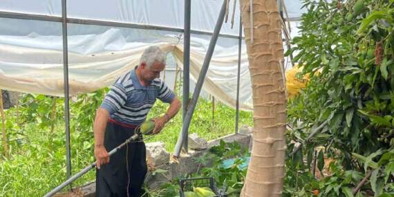Sınırlı alanda üretiliyor, talep patlıyor! Antalya’da hasat vakti geldi: Kilosu 100 TL’den yüksek gelir sağlıyor