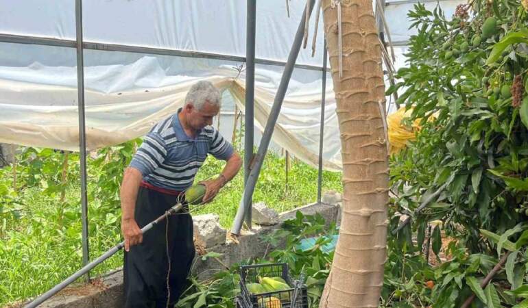 Sınırlı alanda üretiliyor, talep patlıyor! Antalya’da hasat vakti geldi: Kilosu 100 TL’den yüksek gelir sağlıyor