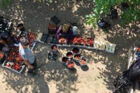 Tarımın ‘Kırmızı altını’ için hasat vakti! Üreticinin cebi dolup taşacak: 10.000 ton rekolte bekleniyor…