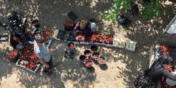 Tarımın ‘Kırmızı altını’ için hasat vakti! Üreticinin cebi dolup taşacak: 10.000 ton rekolte bekleniyor…