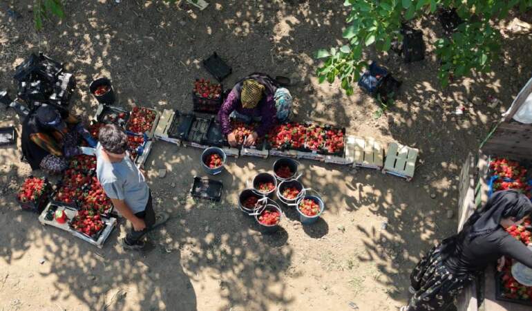 Tarımın ‘Kırmızı altını’ için hasat vakti! Üreticinin cebi dolup taşacak: 10.000 ton rekolte bekleniyor…