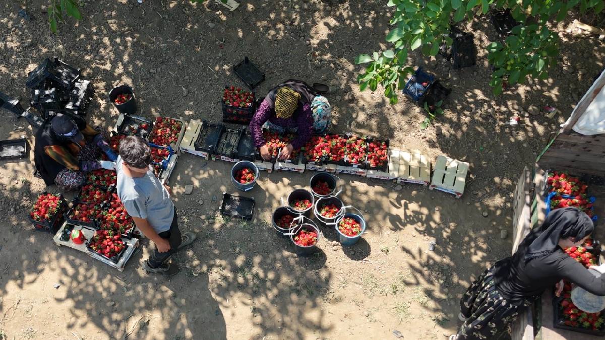 Tarımın ‘Kırmızı altını’ için hasat vakti! Üreticinin cebi dolup taşacak: 10.000 ton rekolte bekleniyor…