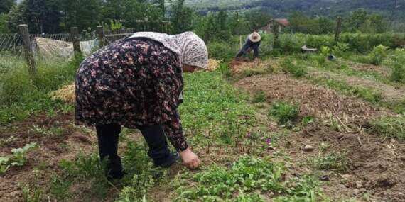 İstanbul’u terk etti, memleketine döndü! Dünyanın en çok kazandıranını ekti: İlk hasatla bayram etti