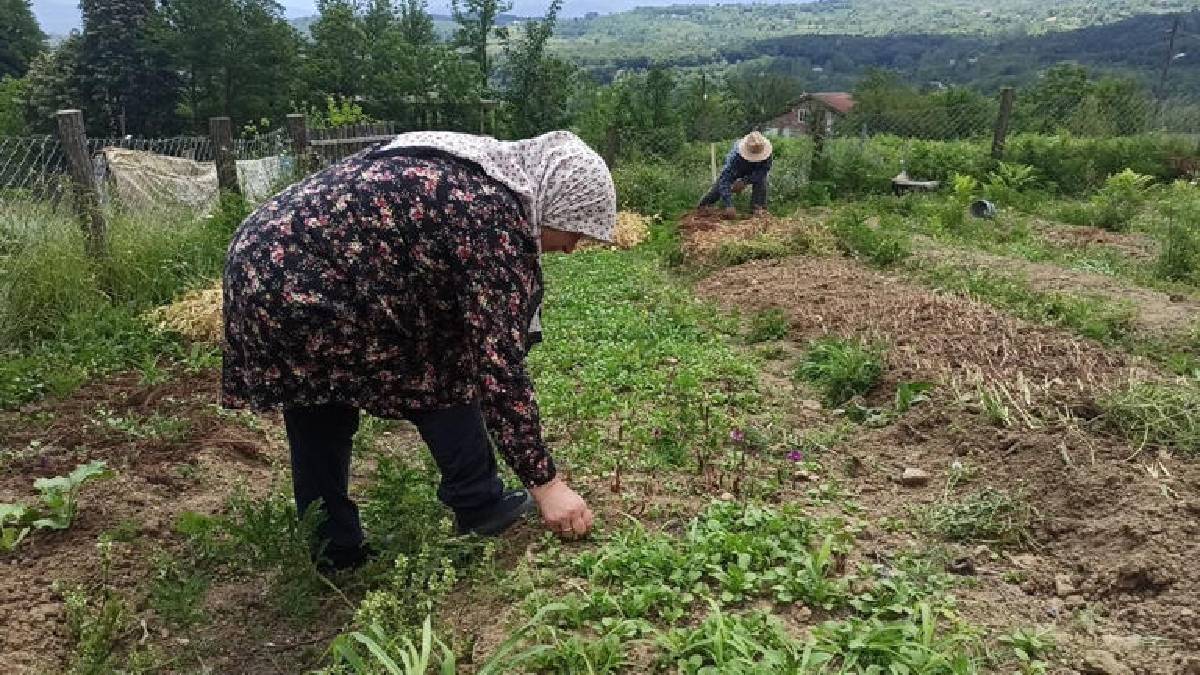 İstanbul’u terk etti, memleketine döndü! Dünyanın en çok kazandıranını ekti: İlk hasatla bayram etti