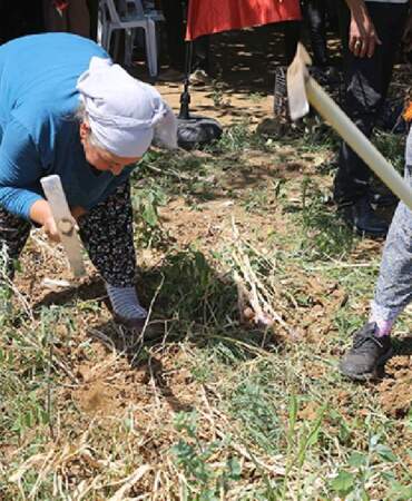 Tadı, kokusu ve aroması bambaşka! Coğrafi işaretli lezzette hasat vakti: Sadece 6 kişi yetiştiriyor, kapış kapış satılıyor