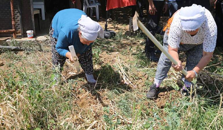 Tadı, kokusu ve aroması bambaşka! Coğrafi işaretli lezzette hasat vakti: Sadece 6 kişi yetiştiriyor, kapış kapış satılıyor