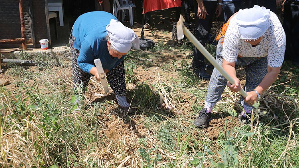 Tadı, kokusu ve aroması bambaşka! Coğrafi işaretli lezzette hasat vakti: Sadece 6 kişi yetiştiriyor, kapış kapış satılıyor