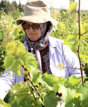 ‘Kınalı yapıncak’ diyorlar, elleriyle tek tek topluyorlar! 1 ton verim bekleniyor: Tüylü narin yapısı sapına bile değer katıyor