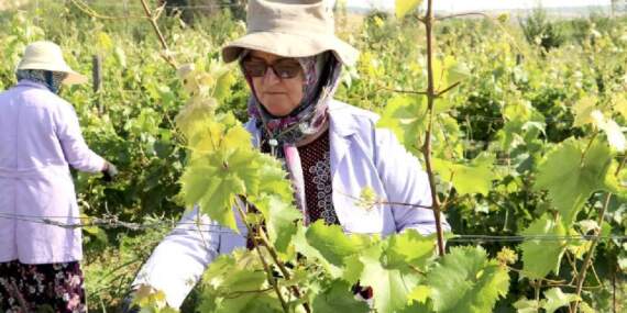 ‘Kınalı yapıncak’ diyorlar, elleriyle tek tek topluyorlar! 1 ton verim bekleniyor: Tüylü narin yapısı sapına bile değer katıyor