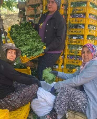 Asla masraf çıkarmıyor, meyvesinden yaprağına kadar kazandırıyor! Kilosu 70 TL’den satılıyor, Yaprakbank’ta toplanıyor