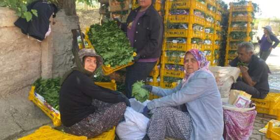 Asla masraf çıkarmıyor, meyvesinden yaprağına kadar kazandırıyor! Kilosu 70 TL’den satılıyor, Yaprakbank’ta toplanıyor
