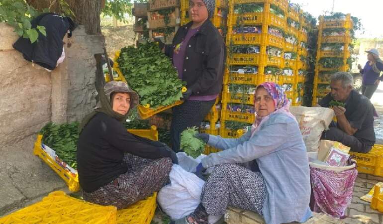 Asla masraf çıkarmıyor, meyvesinden yaprağına kadar kazandırıyor! Kilosu 70 TL’den satılıyor, Yaprakbank’ta toplanıyor