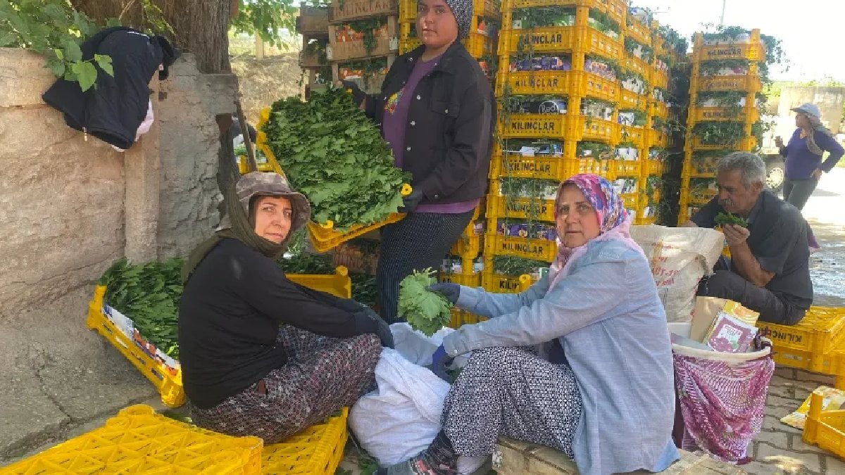 Asla masraf çıkarmıyor, meyvesinden yaprağına kadar kazandırıyor! Kilosu 70 TL’den satılıyor, Yaprakbank’ta toplanıyor