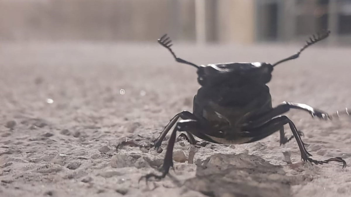 Tunceli’de görülen bu böceğe zarar vermenin cezası 557 bin lira