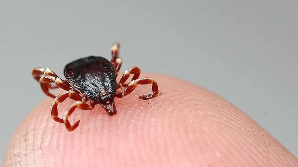 Kene bir can daha aldı: KKKA’dan ölenlerin sayısı artıyor