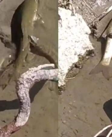 Batman’da ortaya çıkan yaratık dev avını tek hamlede götürdü! Uzmanlar bile bunu açıklayamıyor. Artık kontrol etmek imkansız