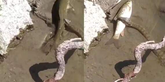 Batman’da ortaya çıkan yaratık dev avını tek hamlede götürdü! Uzmanlar bile bunu açıklayamıyor. Artık kontrol etmek imkansız