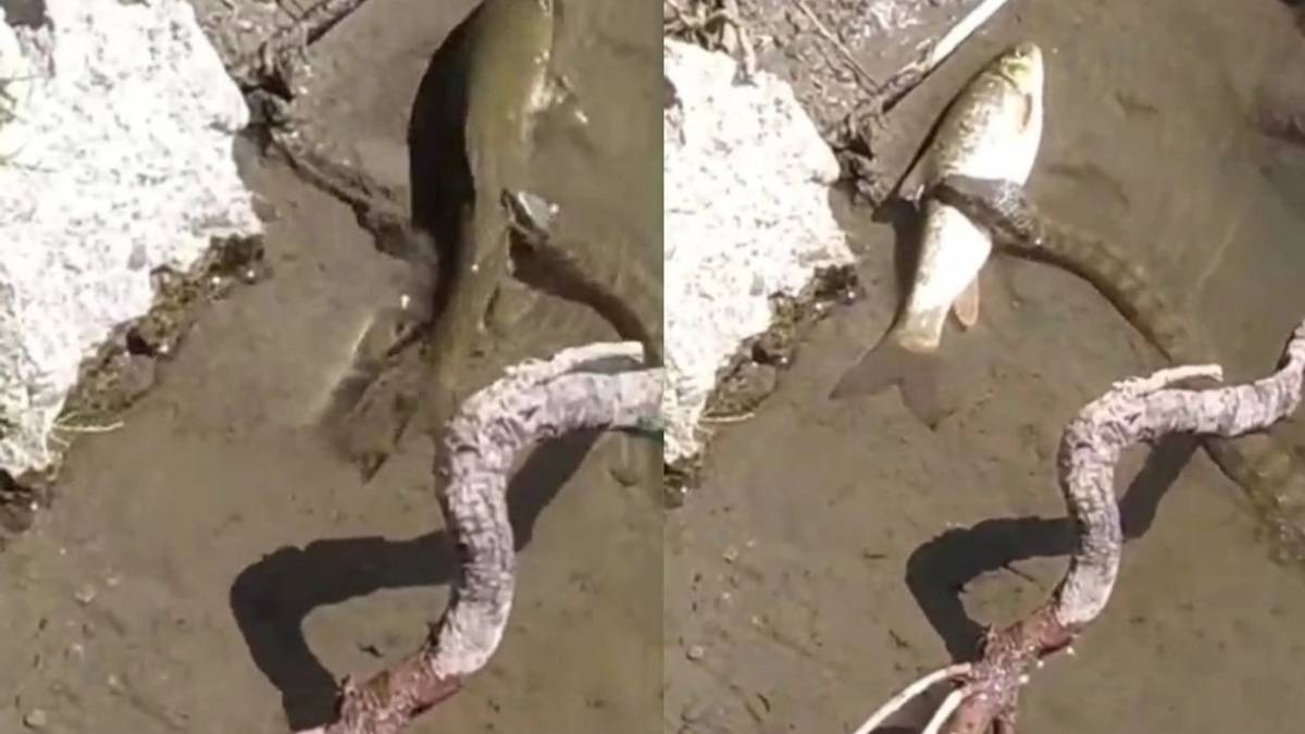 Batman’da ortaya çıkan yaratık dev avını tek hamlede götürdü! Uzmanlar bile bunu açıklayamıyor. Artık kontrol etmek imkansız