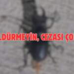 Böcek deyip sakın ezip geçmeyin! Koruma altına alındı cezası çok büyük: Zarar veren 557.000 TL ödüyor
