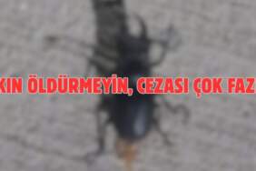 Böcek deyip sakın ezip geçmeyin! Koruma altına alındı cezası çok büyük: Zarar veren 557.000 TL ödüyor