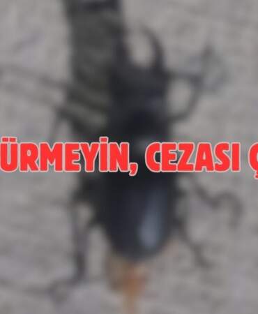 Böcek deyip sakın ezip geçmeyin! Koruma altına alındı cezası çok büyük: Zarar veren 557.000 TL ödüyor