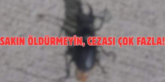 Böcek deyip sakın ezip geçmeyin! Koruma altına alındı cezası çok büyük: Zarar veren 557.000 TL ödüyor