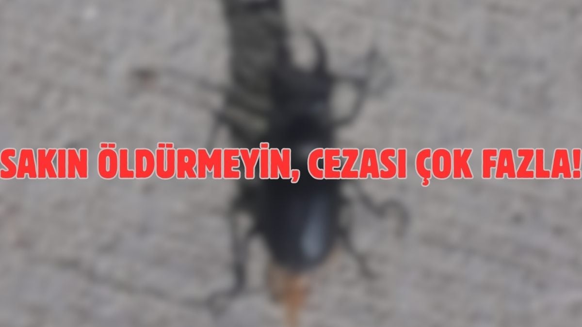 Böcek deyip sakın ezip geçmeyin! Koruma altına alındı cezası çok büyük: Zarar veren 557.000 TL ödüyor