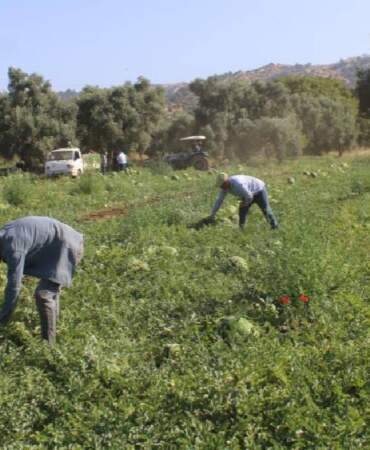 Türkiye’nin dört bir yanından akın ediyor, almak için saatlerce bekliyorlar! Üretici mutlu: Haftada 25 ton satıyorlar