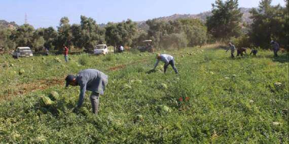 Türkiye’nin dört bir yanından akın ediyor, almak için saatlerce bekliyorlar! Üretici mutlu: Haftada 25 ton satıyorlar