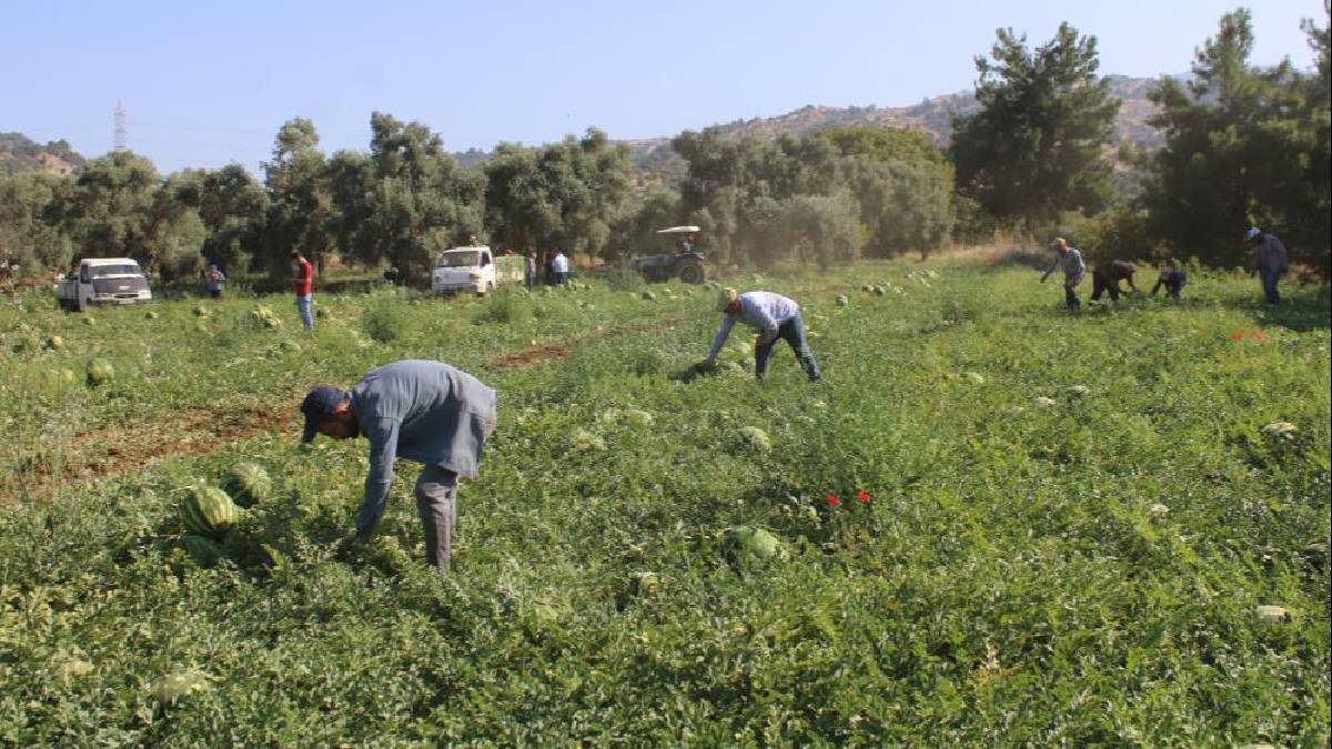 Türkiye’nin dört bir yanından akın ediyor, almak için saatlerce bekliyorlar! Üretici mutlu: Haftada 25 ton satıyorlar