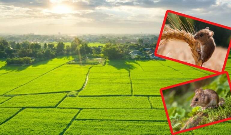 Toprağa gömen bir daha fareye rastlamayacak! Anında yollarını değiştiriyorlar