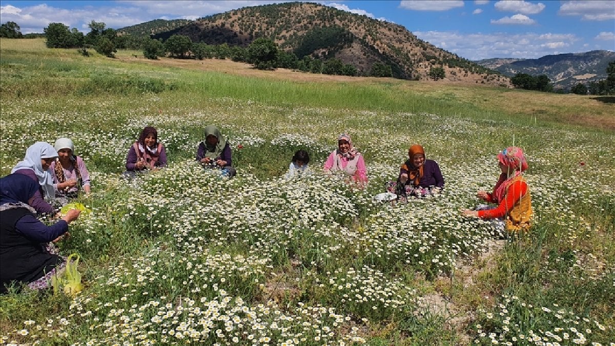 Yaylalardan ücretsiz topluyorlar, yüksek fiyatlara satıyorlar! İçecek, ilaç yapılıyor, kadınlara kazanç kapısı oluyor