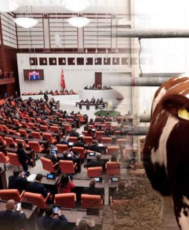 İneklere gaz çıkardıkları için ceza mı kesilecek? TBMM’yi karıştıran kanun