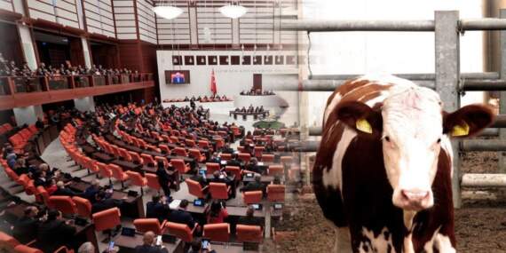 İneklere gaz çıkardıkları için ceza mı kesilecek? TBMM’yi karıştıran kanun