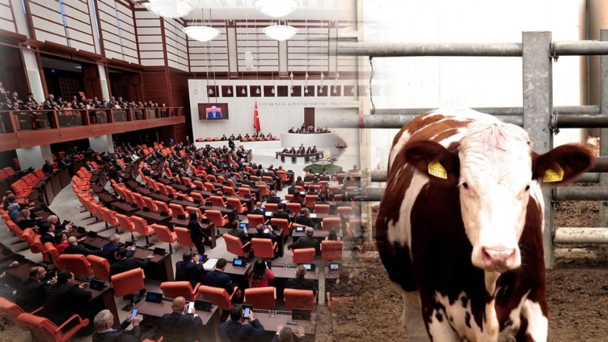 İneklere gaz çıkardıkları için ceza mı kesilecek? TBMM’yi karıştıran kanun