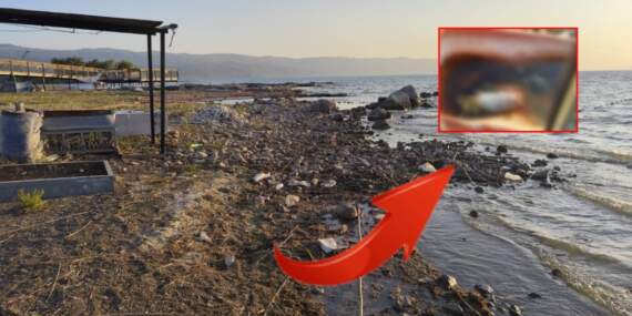 İznik Gölü kıyısında tedirgin eden manzara! Ölü balıklar endişe yarattı: Görüntüler turistleri şaşkına çevirdi
