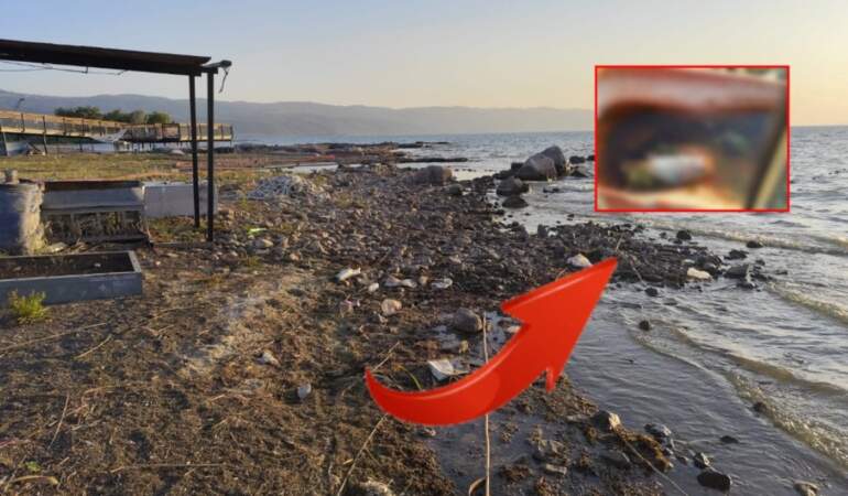 İznik Gölü kıyısında tedirgin eden manzara! Ölü balıklar endişe yarattı: Görüntüler turistleri şaşkına çevirdi