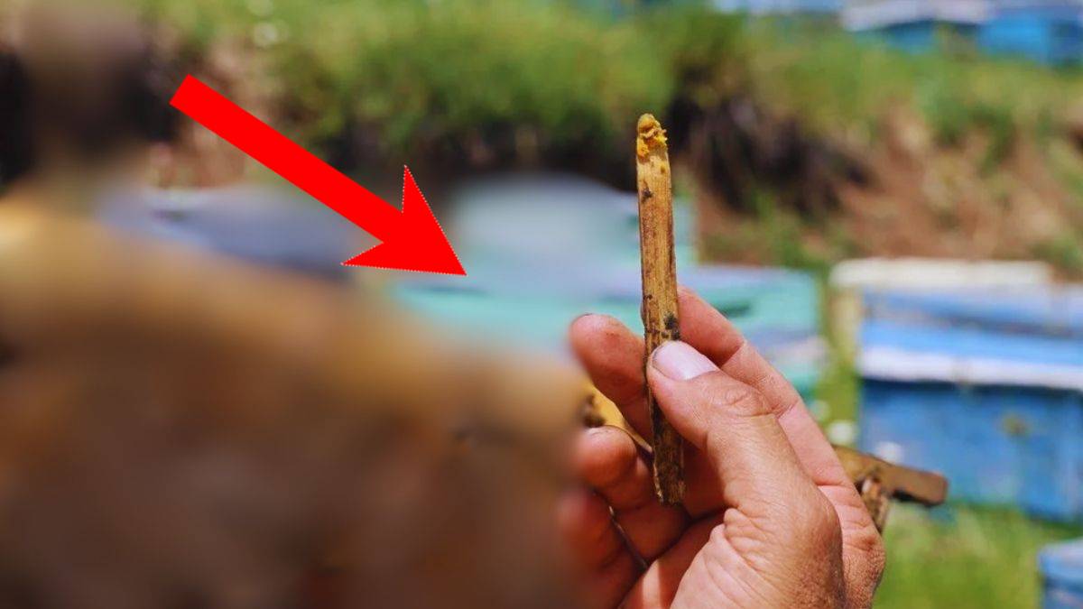 Üretici çöpe atıyordu şimdi altın değerine ulaştı! Herkes elinde tutmanın peşinde: Kilosu 3.000 TL’den satışta!