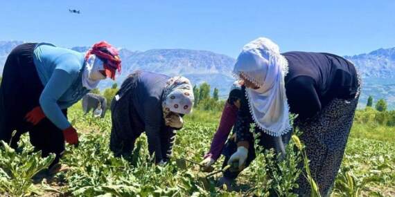 Sabah 7’de güneşle geliyor akşam güneşle birlikte gidiyorlar! Üretimde zorlu mesai: Ekim ayındaki hasada ürünü hazırlıyorlar
