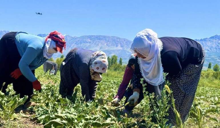 Sabah 7’de güneşle geliyor akşam güneşle birlikte gidiyorlar! Üretimde zorlu mesai: Ekim ayındaki hasada ürünü hazırlıyorlar
