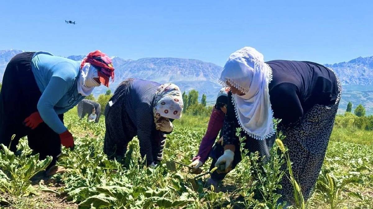 Sabah 7’de güneşle geliyor akşam güneşle birlikte gidiyorlar! Üretimde zorlu mesai: Ekim ayındaki hasada ürünü hazırlıyorlar