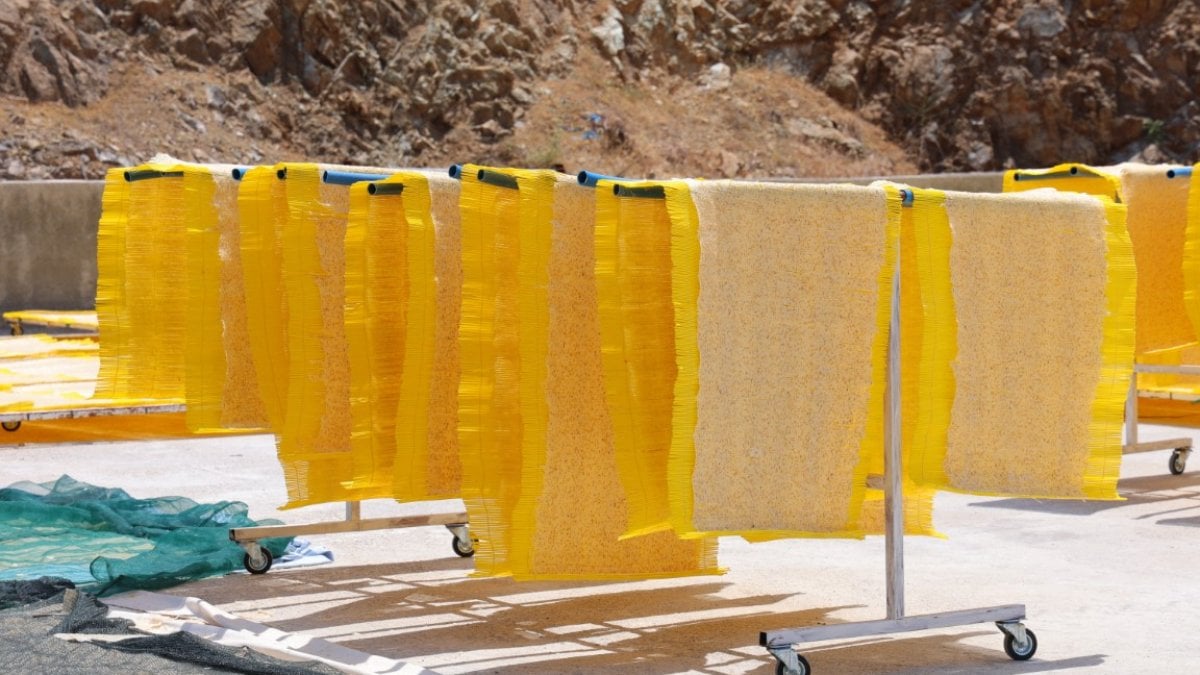 Maraş tarhanası Avrupa’nın atıştırmalığı oldu: Fransa, Hollanda, Almanya… Yıllık 25 bin ton üretimle dünya pazarında